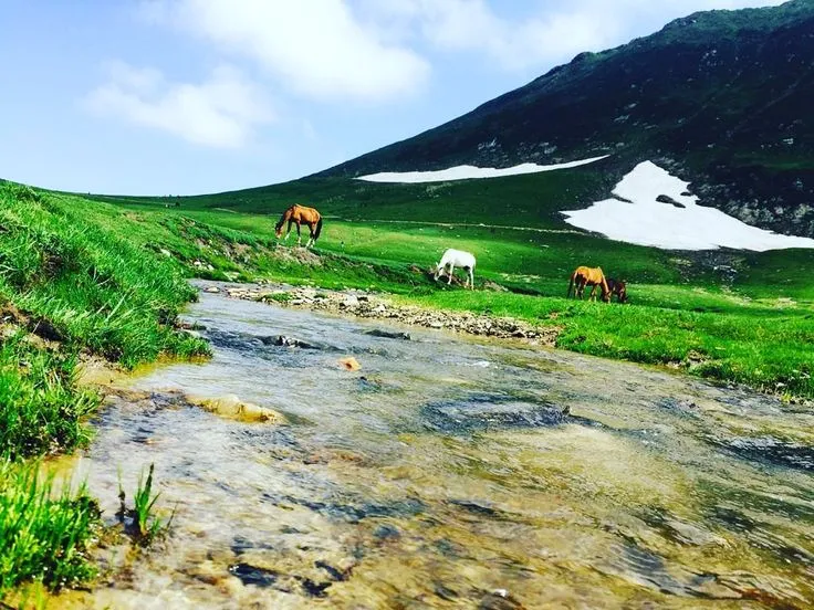 Baboon Tap Neelum Valley Pakistan